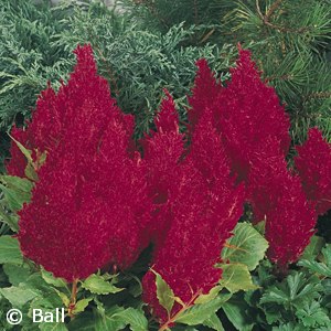 CELOSIA FRESH LOOK RED