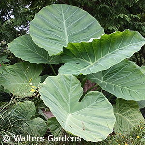 COLOCASIA THAILAND GIANT