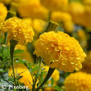 MARIGOLD LARGE BLOOM YELLOW