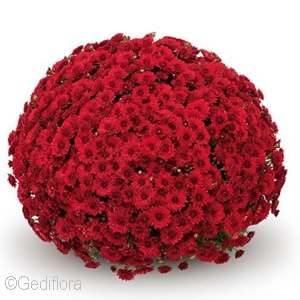 DENDRANTHEMA LAVA RED