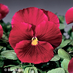 PANSY ROSE