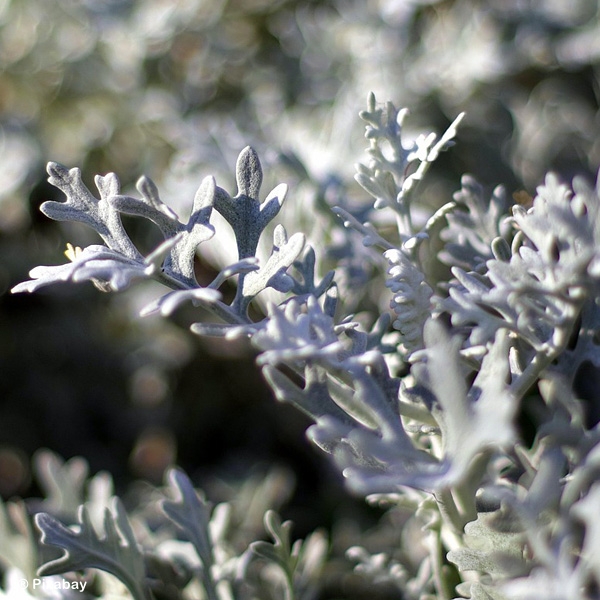 ARTEMISIA GENERIC