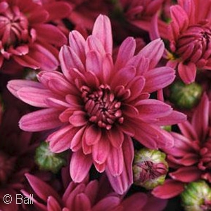 CHRYSANTHEMUM STELLAR PURPLE