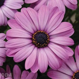 OSTEOSPERMUM AKILA LAVENDER