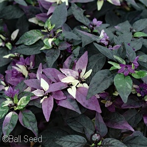 PEPPER PURPLE FLASH