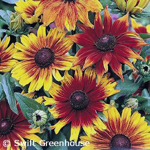 RUDBECKIA HIR AUTUMN COLORS AN