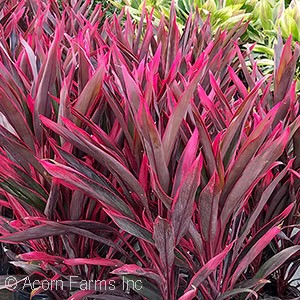 CORDYLINE FRU HAWAIIAN TI