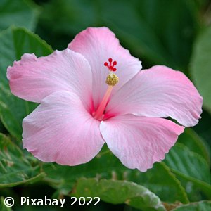 HIBISCUS PINK