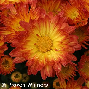 CHRYSANTHEMUM DAZZLING STACY