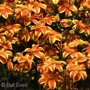 BIDENS BEE BOLD