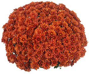 CHRYSANTHEMUM JOLLY DK BRONZE