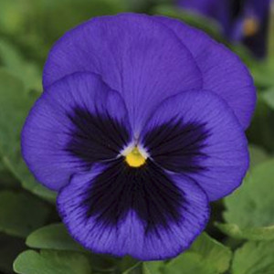 PANSY BLUE BLOTCH