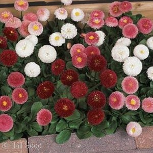 BELLIS BELLISSIMA MIX