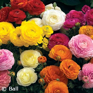 RANUNCULUS MIX