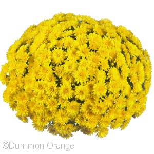 CHRYSANTHEMUM WONDER YELLOW