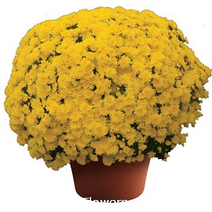 CHRYSANTHEMUM MARY YELLOW