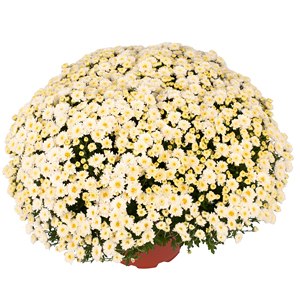 CHRYSANTHEMUM RHONDA WHITE