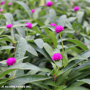 GOMPHRENA PING PONG PURPLE