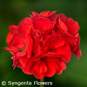 GERANIUM CALLIOPE DARK RED