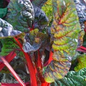 SWISS CHARD BALI