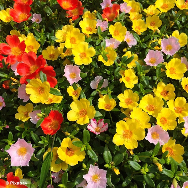 PORTULACA ASSORTED