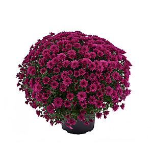 CHRYSANTHEMUM MORGANA PURPLE