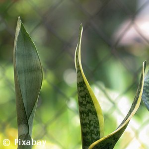 SANSEVERIA