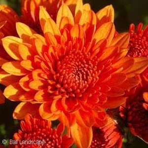 CHRYSANTHEMUM BLAZING ORANGE