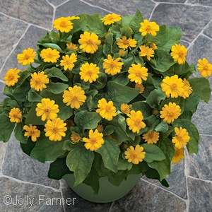 MELAMPODIUM