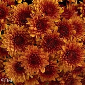 CHRYSANTHEMUM AVALON ORANGE