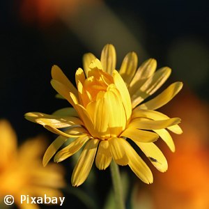 MARIGOLD SMALL BLOOM YELLOW