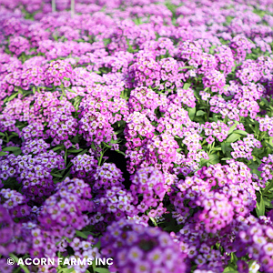 LOBULARIA PURPLE