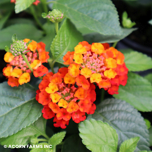 LANTANA HOT BLOODED