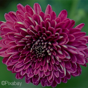 CHRYSANTHEMUM PURPLE