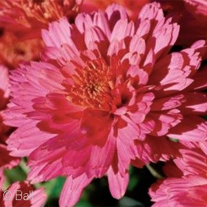 CHRYSANTHEMUM FLAMINGO PINK