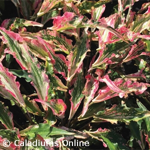 CALADIUM SPARKLER