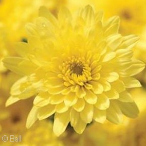 CHRYSANTHEMUM GRANDEUR YELLOW