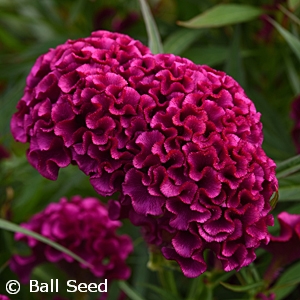 CELOSIA TWISTED PURPLE