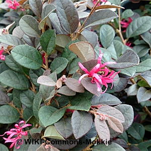 LOROPETALUM PLUM DELIGHT