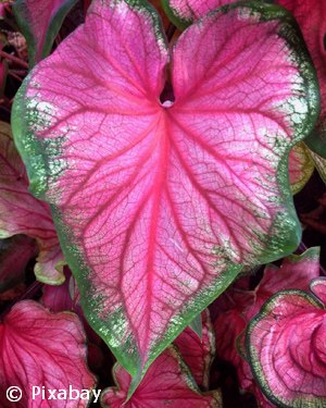 CALADIUM PINK