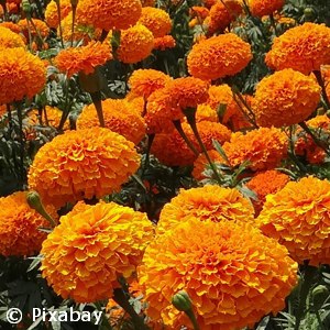 MARIGOLD LARGE BLOOM ORANGE