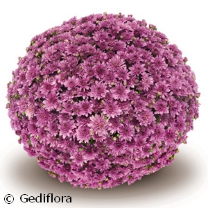 DENDRANTHEMA FONTI DARK PINK