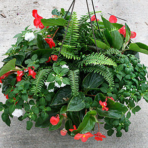 ANNUAL HANGING BASKET SHADE