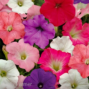 PETUNIA MIX