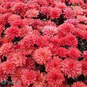 CHRYSANTHEMUM RED