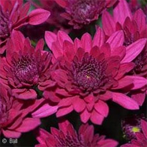 CHRYSANTHEMUM MAJESTY PURPLE