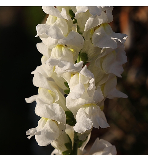 SNAPDRAGON WHITE
