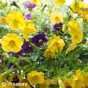 CALIBRACHOA MIX