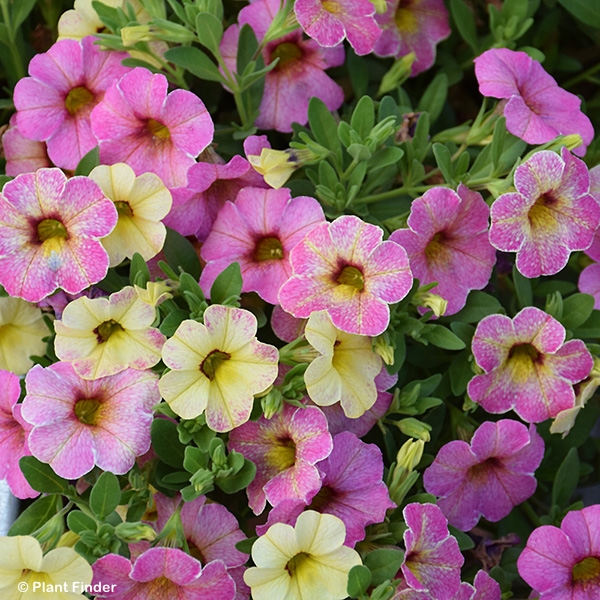 CALIBRACHOA CHAMELEON SERIES