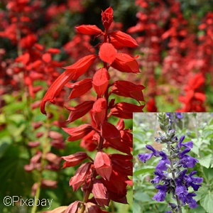 SALVIA MIX